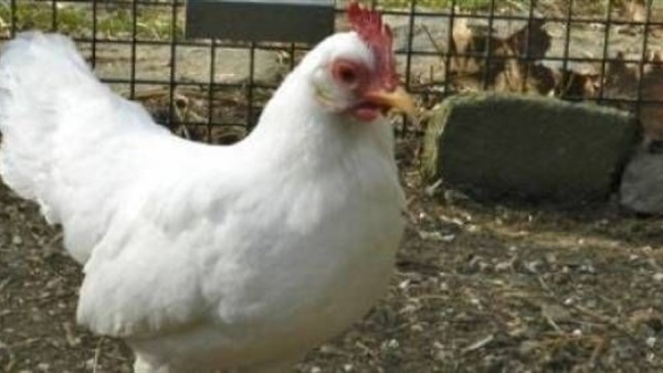 مفاجأة.. هذا ما تفعله رائحة الدجاج الحي بك