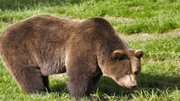 الدب البني في السويد مهدد بالانقراض