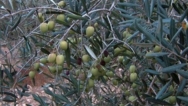 أوروبا تكثف جهودها لمكافحة البكتيريا القاتلة لأشجار الزيتون