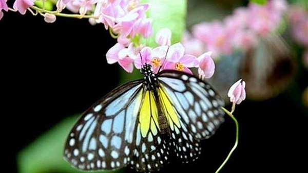 فراشات الليل تتبادل الفيرمونات فى الهواء رغم الاضطرابات