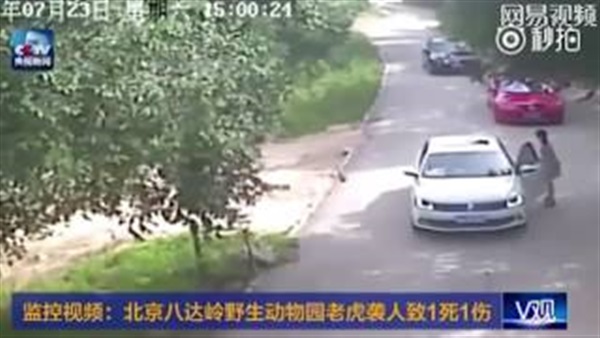 بالفيديو.. نمر يفترس امرأة في حديقة حيوانات ببكين