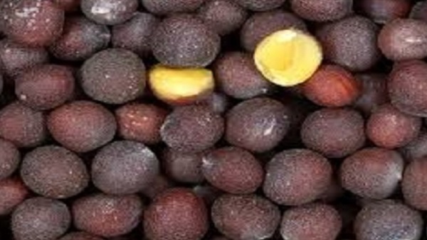 نبات الخردل يمنع نمو الخلايا السرطانية