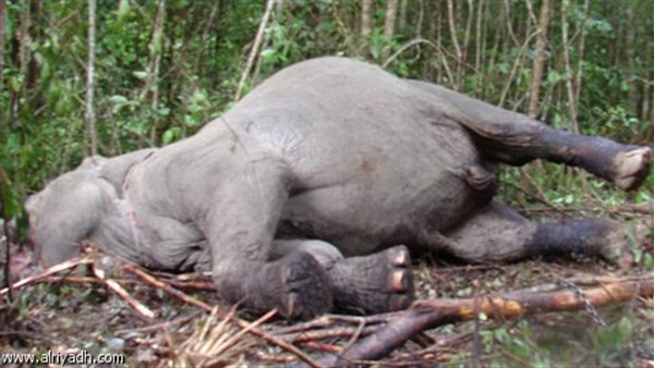 ألماني يعمل بالحفاظ على البيئة يتفاخر بقتل فيل