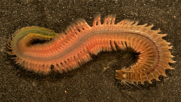 اكتشاف "دودة بحرية" ترجع إلى نصف مليار سنة بالصين