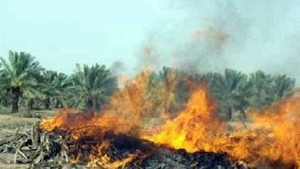 «البيئة»: تحرير 9266 محضر مخلفات زراعية خلال شهرين