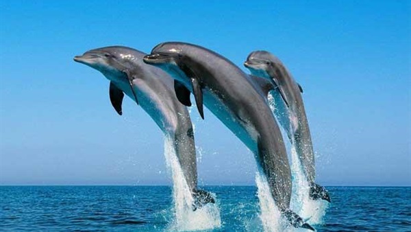 اكتشاف معاناة الثدييات البحرية من عدم انتظام ضربات القلب أيضا