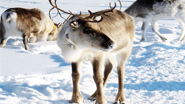 حيوان "الرنة" يعيش 8 شهور في المناطق الجليدية معتمدا على الأعشاب فقط 