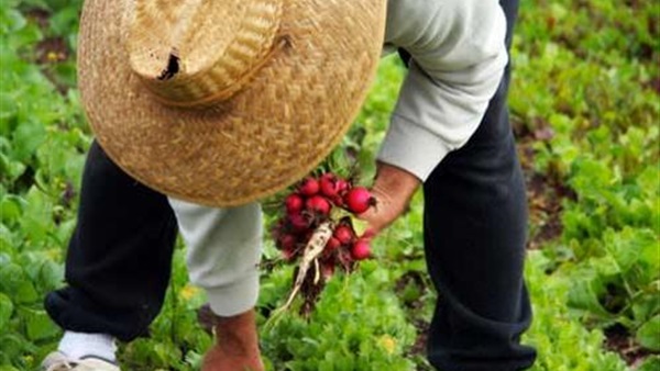 محكمة تأمر مزارعا فرنسيا بتعويض لصين حاولا سرقته