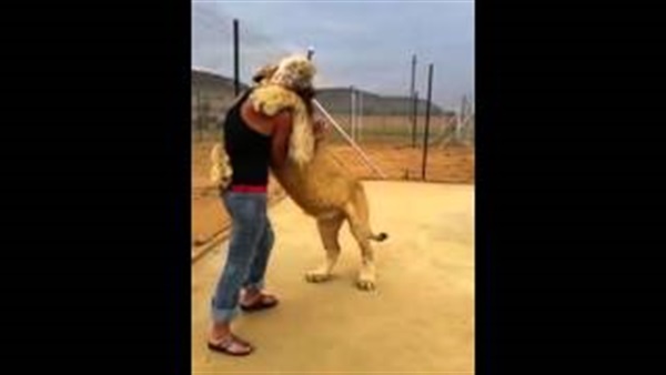 بالفيديو.. قصة حب بين أسد يعانق فتاة تحقق 52 مليون مشاهدة