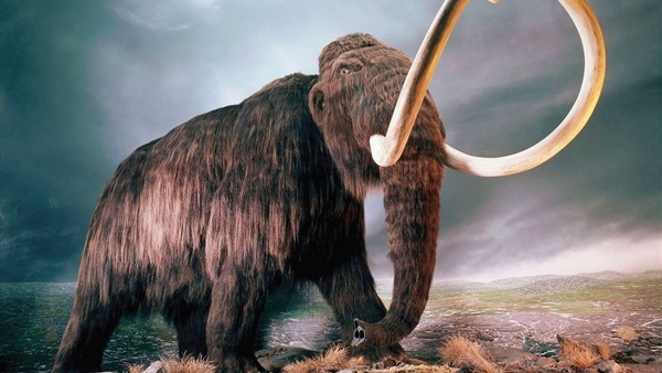 اكتشاف هيكل عظمي لحيوان الماموث يرجع لـ 45 ألف سنة