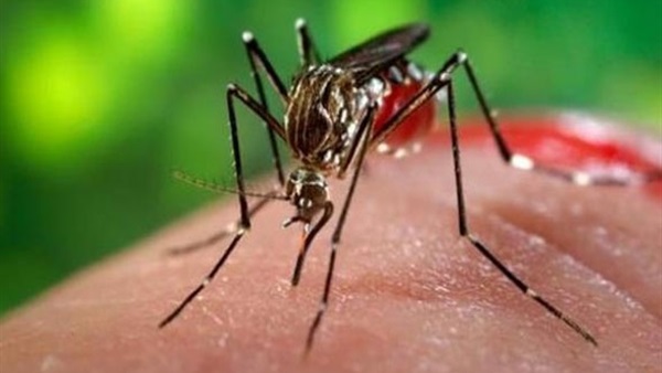 البرازيل تستعين بطائرات بدون طيار لمكافحة فيروس "زيكا"