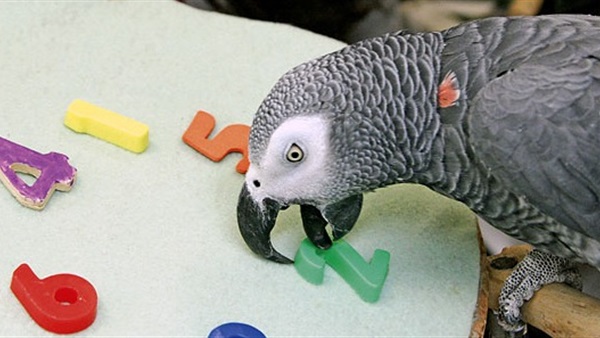 البغبغاء قادر على تقليد الأًدوات والحركات والجديد على تصنيع وأستعمال الأدوات