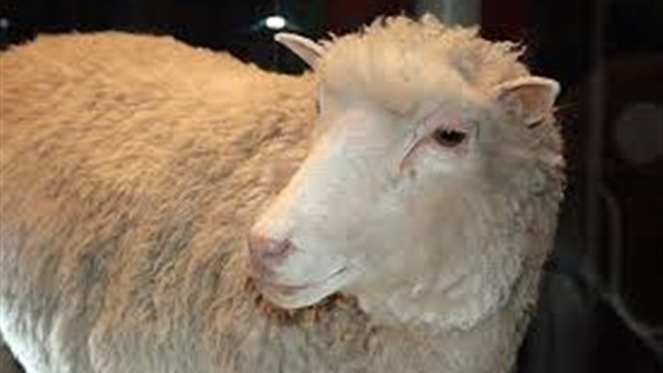 الحيوانات المستنسخة مثل "النعجة دولي" تشيخ وتموت بسرعة