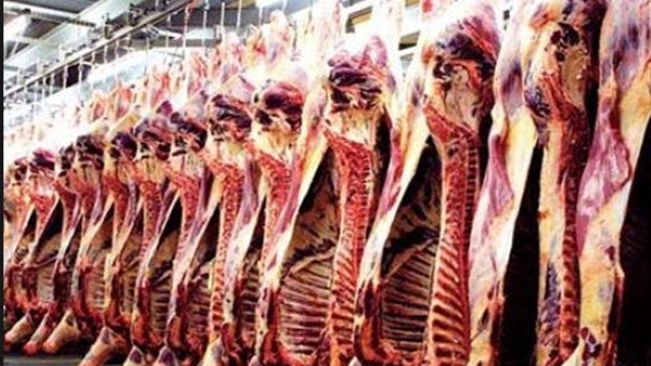 شعبة القصابين: ارتفاع أسعار اللحوم البلدية والمستوردة خلال عيد الأضحى