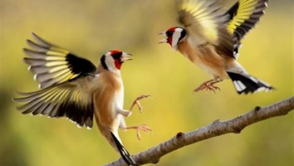 15 دولار ثمنا لطائر الحسون