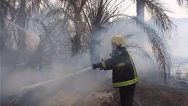 السيطرة على حريق بمزرعة نخيل بالوادى الجديد