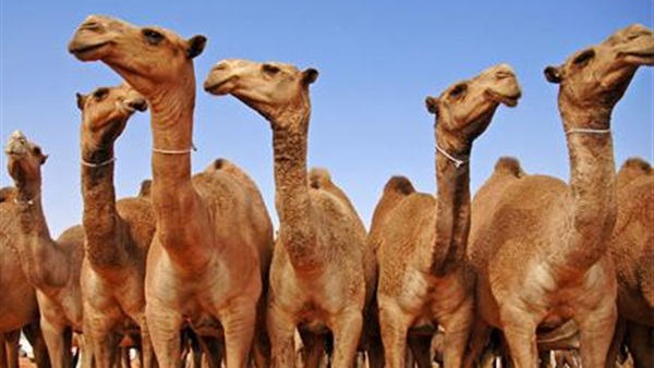 تقديم 100 ناقة دية طفل بطور سيناء