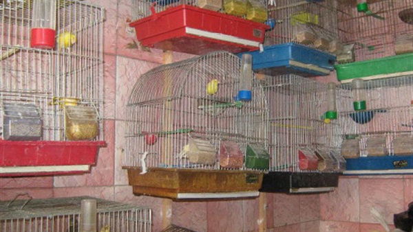 منظمة بريطانية تحث إندونيسيا على التصدي لتجارة الطيور