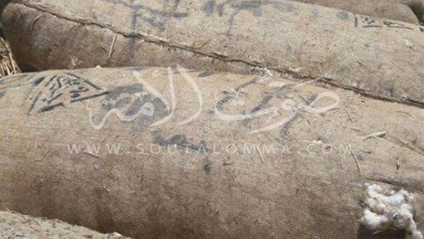 بالصور.. بدء موسم تسويق القطن بالفيوم بسعر 1200 جنيه للقنطار