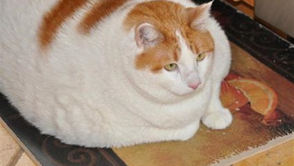 تعرف على أسمن قط فى العالم 