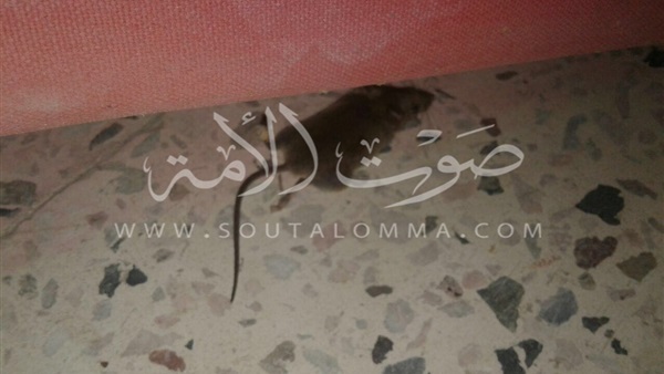 بالصور.. فئران وحشرات في صالة الجمباز بـ«الأهلي» تصيب الأعضاء بالذعر