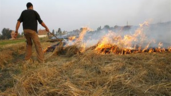 تحرير 239 محضر بيئى لحرق المخلفات الزراعية بأسيوط 