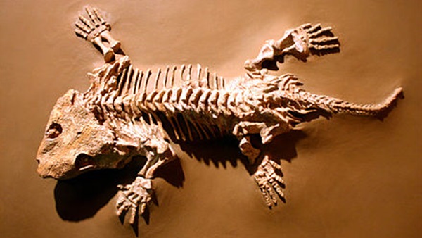 العثور على عظام متحجرة لسمندل يرجع الى 220 مليون سنة