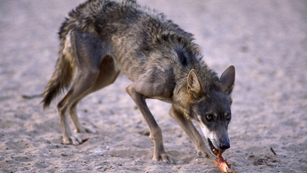 عودة ظهور الكلاب والذئاب البرية التى كانت مهدده بالانقراض مرة أخرى فى كينيا