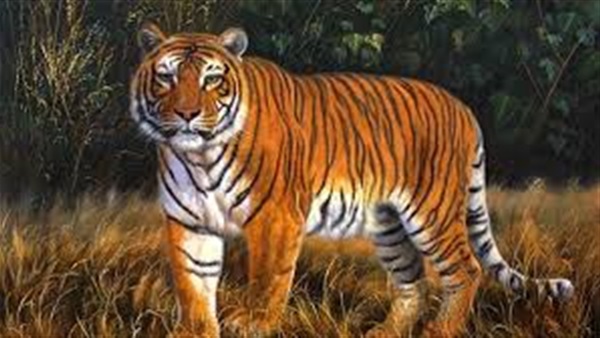 النمور أول الحيوانات المتوحشة الثديية التي ستختفي من على الكرة الأرضية