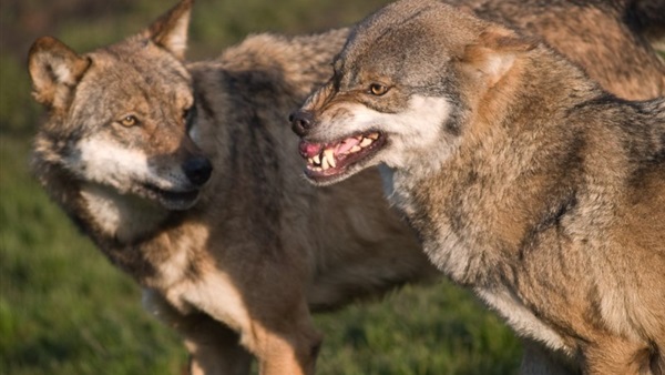 دراسة..الكلاب والذئاب البرية تعود مرة أخرى فى كينيا 
