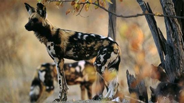 عودة ظهور الكلاب والذئاب البرية المهددة بالإنقراض مرة أخرى في كينيا