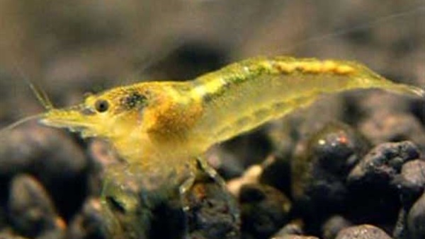 دراسة: جمبري المياه العذبة لمحاربة البلهارسيا