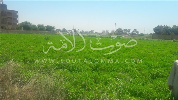 بالفيديو والصور.. «بدهل» أقدم قرى بني سويف المشتهرة بزراعة النباتات الطبية والعطرية.. تتميز بزراعة الريحان والنعناع والبردقوش.. الأهالى: نعاني من احتكار التجار للأسعار.. ونقص مياه الري يهدد المحاصيل