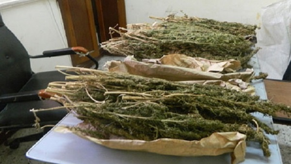 القبض على عاطل بحوزته 3.5 كيلو بانجو بميت غمر