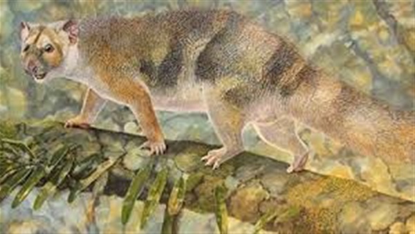 العثور على بقايا أسد جرابي في أستراليا