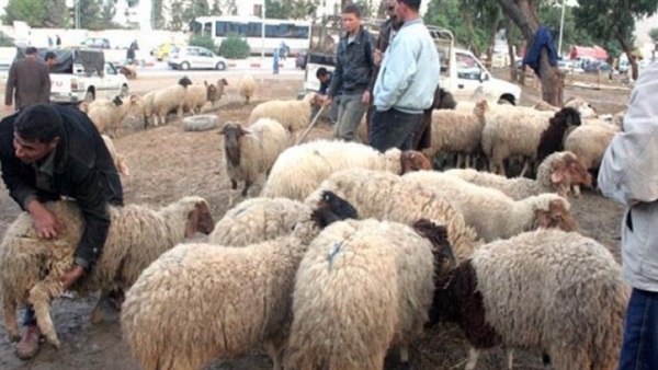 محافظات الجمهورية تواصل استعداداتها لعيد الأضحى المبارك