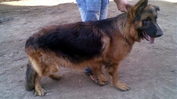 دراسة: الكلاب تفسر الكلام ونبرة الصوت كالبشر