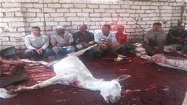«تحت أعين الحكومة».. بيع لحوم حمير للمواطنين بـ45 جنيه للكيلو
