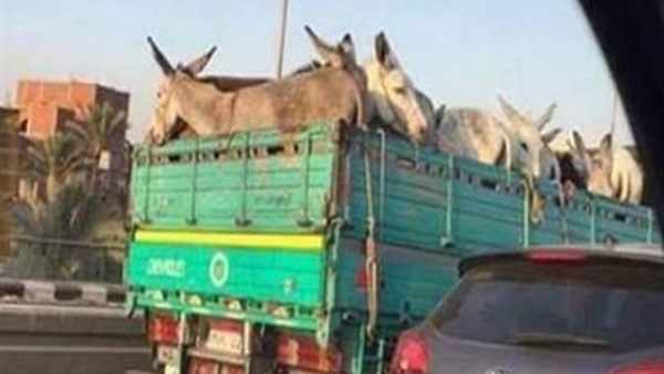 بالفيديو.. مسئول يكشف مصير الشاحنات المحملة بـ«الحمير» بالقاهرة