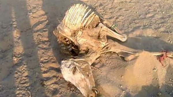 العثور على هياكل حمير مخلية بالقليوبية