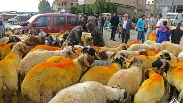 أغرب 5 مظاهر للاحتفال بعيد الأضحى.. «علبة العيدية» للمخطوبين الأبرز.. تقديم الحلوى المصممة على شكل خروف.. بيع الأضحية «أون لاين» باستخدام مواقع التواصل.. وظهور الشباب بـ«نيو لوك» مختلف في قصات الشعر