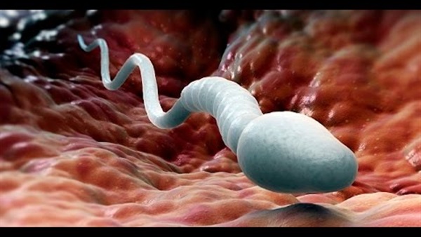 دراسة..اكتشاف طريقة لإنجاب الأطفال من دون تخصيب البويضة