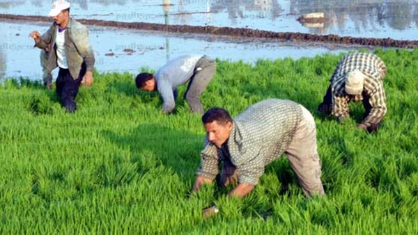 حصاد 160 ألفا و513 فدان أرز بالدقهلية