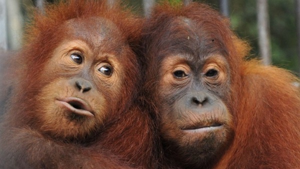 تحذير من علماء الحيوان: «إنسان الغابة» مهدد بالانقراض 