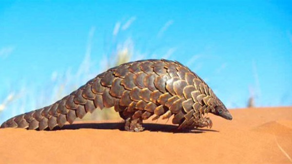 حيوان "أكل النمل الحرشفي" مهدد بالانقراض