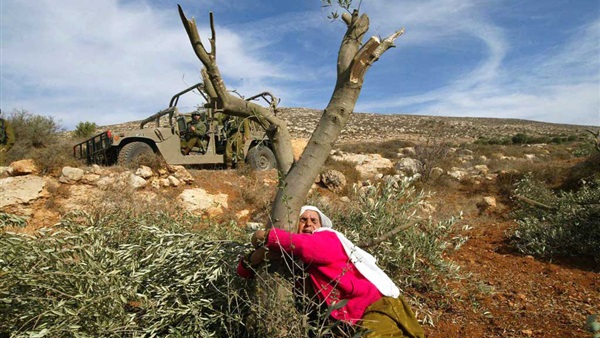 سر عداء الاحتلال الإسرائيلي لشجر الزيتون الفلسطينى