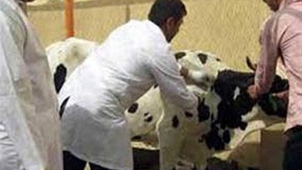 مدير عام الطب البيطرى بجنوب سيناء يصدر حركة تنقلات فى فروع المديرية