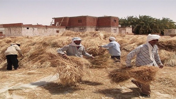 «البيئة»: جمع 18 ألف طن قش أرز بالغربية وكفر الشيخ 