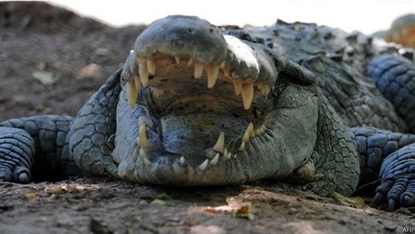 اندونيسيا: نستعين بـ"التماسيح" لحراسة السجون "لأنها لا تقبل الرشوة"