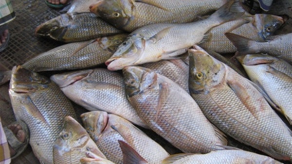 20 أكتوبرعودة الصيد بـ«الشانشيلا» في جنوب سيناء